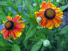 Gigli arancioni data la forma del fiore, simboleggiano la fiamma della passione e dell'amore. Giardini