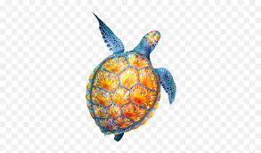 Cute turtle cartoon turtle hand drawn underwater world beach. Sea Turtle Drawing Tumblr Sea Turtles With Transparent Background Png Cute Turtle Png Free Transparent Png Images Pngaaa Com