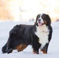 Plans cover new injuries or illness—so, if fido eats a sock or has a bout of diarrhea, simply visit the veterinarian and submit your paid vet bill for reimbursement. Bernese Mountain Dog Puppies For Sale Adoptapet Com