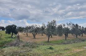 Üzerinde yaşamak için ev ve tarım ve hayvancılık için dam/ahır/depo (çiftlik) yapmak istiyoruz. Candarli Satilik Tarla Ve Zeytinlik Candarli Deniz Emlak