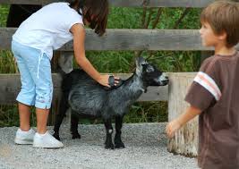 Comment Elever Une Chevre Naine