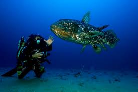 Image result for Coelachne africana