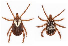 The lone star tick has unusually long mouthparts. Common Ticks Of Oklahoma And Tick Borne Diseases Oklahoma State University