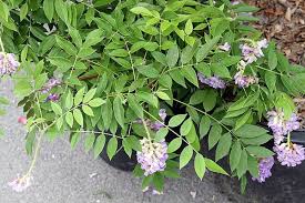 Maybe you would like to learn more about one of these? Wisteria Frutescens Amethyst Falls Amethyst Falls Wisteria North Carolina Extension Gardener Plant Toolbox