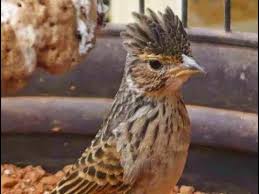 Tentu kita tidak asing lagi dengan jenis burung yang ada di indonesia, kali ini kita akan. Burung Branjangan Lokal Jawa Kecil Kecil Cabe Rawit Youtube