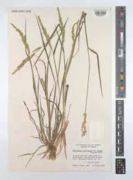 Image result for Echinochloa brevipedicellata