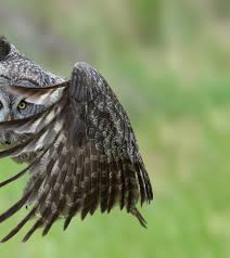While sitting in the snow, with camera at the ready, this Great Gray Owl  comes from a far distance and lands next to me. I hope this was nothing  more than a