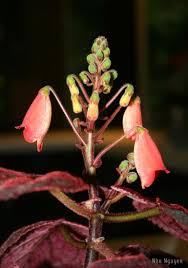 Image result for Smithia erubescens