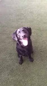 Check spelling or type a new query. St Pete Beach Veterinary Clinic Home Facebook
