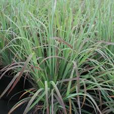 Image result for Schizachyrium brevifolium