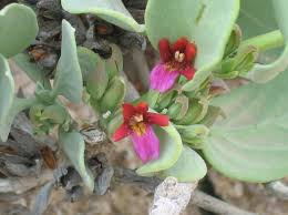 Image result for Eriocaulon abyssinicum
