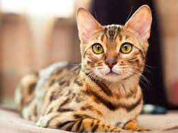 Welcome to royal bengal cattery. Bengal Katze Infos Rund Um Die Gesundheit