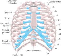 Chest and abdominal cavities with some organs removed. Thoracic Cage Is Made Up Of Bones And Stock Vector Colourbox