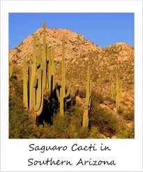 Culivate and propagate san pedro cactus in south africa. Arizona Archives Globetrottergirls