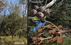 Image result for Casuarina littoralis