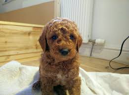 Teddy bear goldendoodle puppies available. Goldendoodle Bear Off 51