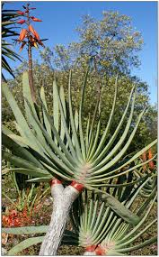 Image result for Priva flabelliformis