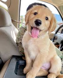 Ready For My Road Trip Tag Your Friends Follow Daddyofdogs For More Credits By Honeyandbe Sevimli Kopek Yavrulari Bulldog Yavrulari Hayvanlar