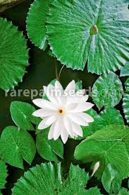 Image result for Nymphaea