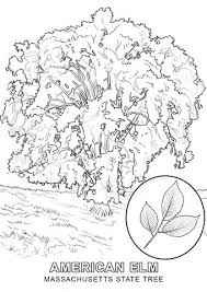 Massachusetts flag, flags, massachusetts, animated, waving, flattered, flags of the world, anthem, hymn. Massachusetts State Tree Coloring Page Free Printable Coloring Pages Tree Coloring Page Flag Coloring Pages Coloring Pages