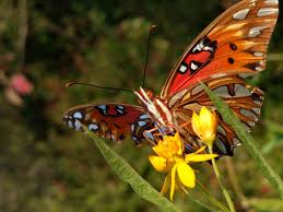 Maybe you would like to learn more about one of these? How To Invite Butterflies To Your Garden Help Pollination