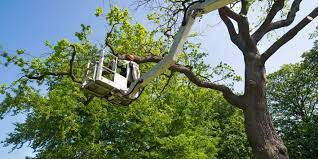 If your tree is blocking your view, we will improve your view while making sure. Tree Pruning Trimming Troy Tree Removal Trimming Tree Service Of Troy