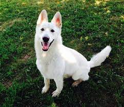 High scoring dogs in obedience. Bellevue German Shepherds Black German Shepherd Puppies Sable German Shepherd Puppies White German Shepherd