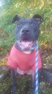 We have an adoption center in southbury ct, as well as weekly events, and if your heart is set on a specific pup that has not yet arrived at our adoption center, you can pick up directly from our amazing transport! Southbury Animal Control Home Facebook