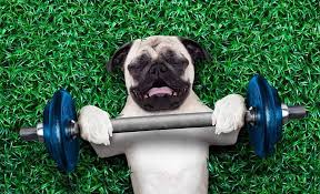 How to bulk up a dog. The 3 Step Method For Helping Your Dog Build Muscle Bulk Up