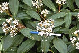 Chokecherry shrubs usually grow up to a maximum of 30 ft. 12 Varieties Of Viburnum Shrub With Pictures Profile Identification Guide American Gardener