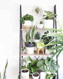 Kmart Nz Lovers On Instagram Saturday Shelfie Im Using A Kmart Classic The Industrial Lad House Plants Indoor House Plants Decor Decor Bookshelves