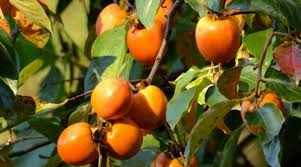 Image result for Diospyros virgata