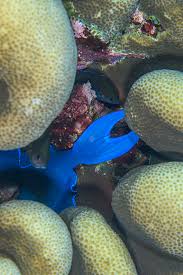 Image result for Pavonia clathrata