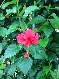 But a trait the two varieties certainly share are the bright. Hibiscus Pruning How To Prune A Hibiscus Plant