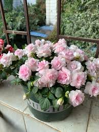 We did not find results for: Double Petals Are Not Phoenix Balcony Potted New Favorite Flowers Like Roses Blooming All Year Round Beautiful And Easy To Raise Inews