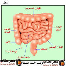 يمكنك الحصول على كتاب الكترونى يعمل على جميع الاجهزة الالكترونية بدون انترنت. Ø¹Ù„Ø§Ø¬ Ø§Ù„ØªÙ‡Ø§Ø¨ Ø§Ù„Ø§Ø¹ÙˆØ± Ø¨Ø¯Ø§ÙŠÙ‡ Ø§Ù„Ø§Ù…Ø¹Ø§Ø¡ Ø§Ù„ØºÙ„ÙŠØ¸Ù‡