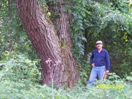 The Great Trees The Great Trees Of O lahoma Of O lahoma