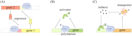 Jun 08, 2021 · the new structure confirmed that the ar helices probably act as a spring to conduct forces to the tm pore when the neuron cells deform. Theoretical Investigation Of A Genetic Switch For Metabolic Adaptation