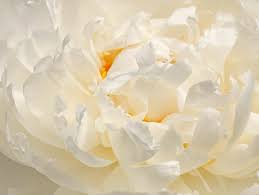 Maybe you would like to learn more about one of these? White Peonies Per Blooming Season
