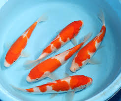 'they believe the uk government is trying to keep their population in the uk to ensure money is kept in the uk.' describing the vaccination programme in greece as 'tremendous', mr simpson. Koi Food Guide Maximize Color Growth Of Koi Fish Kodama Koi Garden Fish Pond Supplies Fl Ny Nj