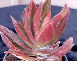 Image result for Crassula alba