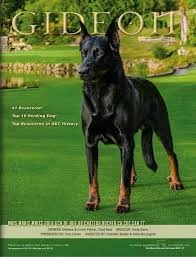 Maybe you would like to learn more about one of these? Beauceron Puppies Near Me Off 54 Www Usushimd Com