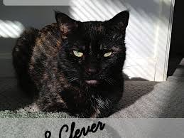 Finding the perfect name can be hard. 130 Cute And Clever Tortoiseshell Cat Names Pethelpful