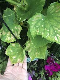 Powdery mildew, while not usually a fatal plant disease, will severely affect a garden plant's vitality. Cucumber Plant Leaves Turning Yellow With Spots Help Bbc Gardeners World Magazine