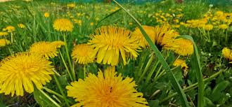 Acres gave us weed/also included employee testers. The Top Benefits Of Dandelions In Your Yard Lawnstarter