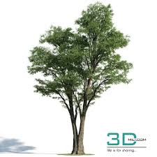 Cool 28 Tree 28 Model Pro Download Here Http 3dmili Com Decoration Tree 28 Tree 28 Model Pro Html Photoshop Landscape Plants Trees To Plant