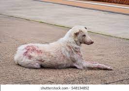 Scabies Dog High Res Stock Images Shutterstock