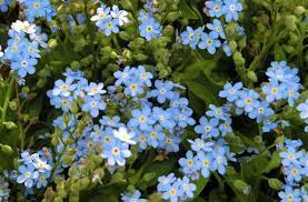 勿忘草 ワスレナグサ の花言葉と名前の由来はドイツに伝わる悲恋伝説にまつわるものだった fundo 花言葉 ワスレナグサ 忘れな草