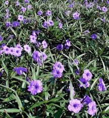 Image result for Ruellia