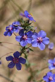 Image result for Lysimachia monelli